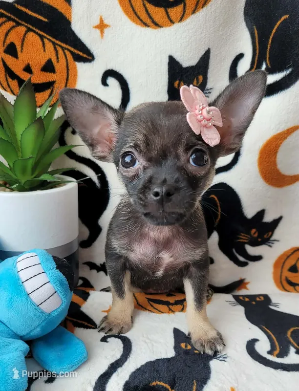 TEACUP LILI – Chihuahua puppy for sale in Fontana, CA