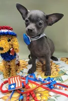 LIL BLUE, a male Chihuahua for sale in Dallas, TX – 2 of 4