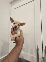 Lil lucy, a female Chihuahua for sale in Moreno Valley, CA – 2 of 10
