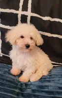 Lucky, a male Maltipoo for sale in Moreno Valley, CA – 4 of 5