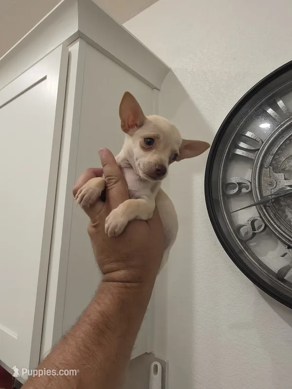 Lil lucy – Chihuahua puppy for sale in Moreno Valley, CA