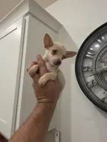Lil lucy, a female Chihuahua for sale in Moreno Valley, CA – 1 of 10