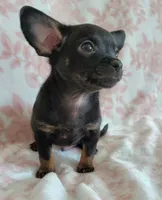 LIL TINY JERRY, a male Chihuahua for sale in Dallas, TX – 2 of 4