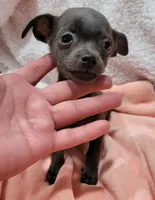 TEACUP LIL BLUE, a male Chihuahua for sale in Dallas, TX – 3 of 7