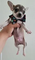 TEACUP JERRY, a male Chihuahua for sale in Dallas, TX – 5 of 8