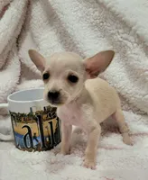 TEACUP MAX, a male Chihuahua for sale in Los Angeles, CA – 2 of 4