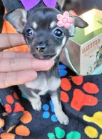 TEACU MOLLY, a female Chihuahua for sale in Mesquite, TX – 4 of 4
