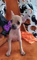 MERRY, a male Chihuahua for sale in Mesquite, TX – 3 of 3
