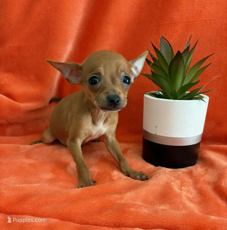 Paquito – Chihuahua puppy for sale in Los Angeles, CA