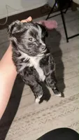 Zelda, a female Pomapoo and Yorkipoo for sale in Dallas, TX – 2 of 2