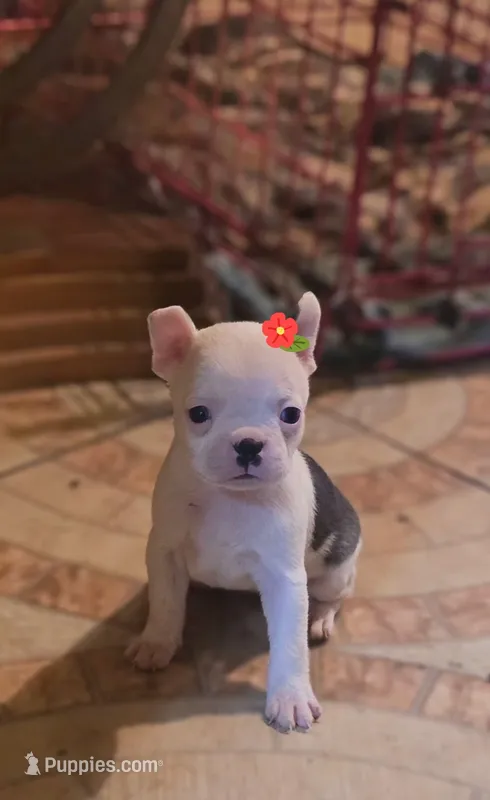 RITA – Boston Terrier puppy for sale in Dallas, TX
