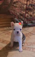 RITA, a female Boston Terrier for sale in Dallas, TX – 1 of 1