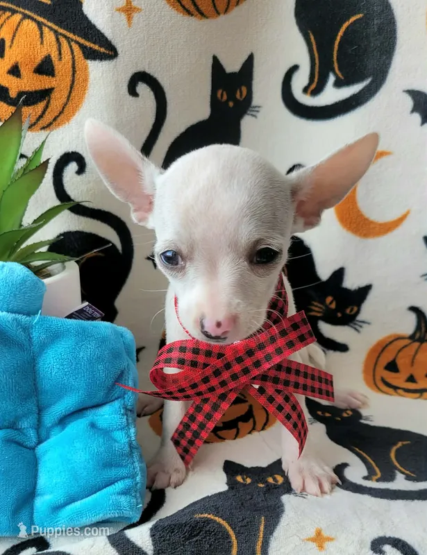 TEACUP MAX – Chihuahua puppy for sale in Destin, FL