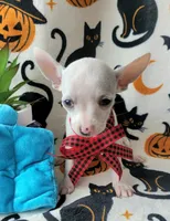 TEACUP MAX, a male Chihuahua for sale in Destin, FL – 1 of 6