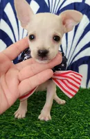 Coco, a male Chihuahua for sale in Bakersfield, CA – 1 of 2