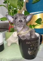 Lil TEACUP BLUE, a male Chihuahua for sale in Katy, TX – 2 of 9