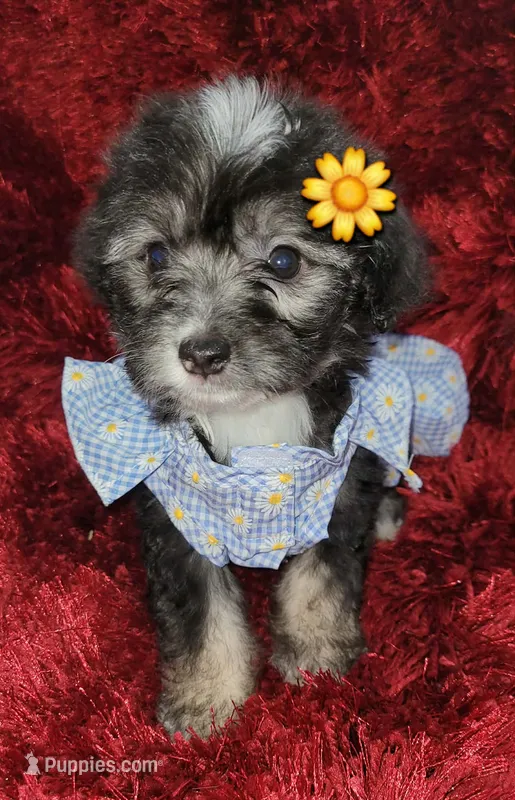 Mia – Maltipoo puppy for sale in Fontana, CA