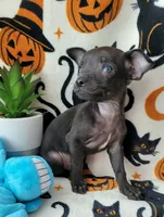 TEACUP PACO, a male Chihuahua for sale in Fontana, CA – 2 of 5