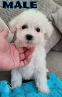 Benji, a male Poodle - Toy  for sale in Dallas, TX – 1 of 1