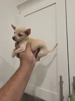 Lil lucy, a female Chihuahua for sale in Moreno Valley, CA – 4 of 10