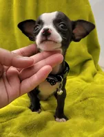 LIL TEACUP YOGI, a male Chihuahua for sale in Garland, TX – 6 of 6