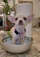 Lil lucy, a female Chihuahua for sale in Moreno Valley, CA – 10 of 10