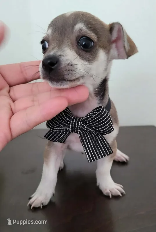 Milo  – Chihuahua puppy for sale in Dallas, TX