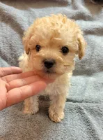 Miniature POODLE MALE, a male Poodle - Toy  for sale in Dallas, TX – 1 of 3