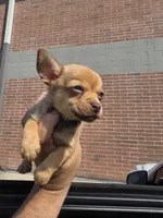 LONGHAIRED JERRY, a male Chihuahua for sale in Dallas, TX – 3 of 4