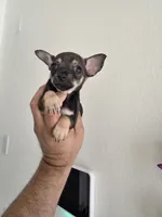 TAQUITO , a male Chihuahua for sale in Dallas, TX – 2 of 4