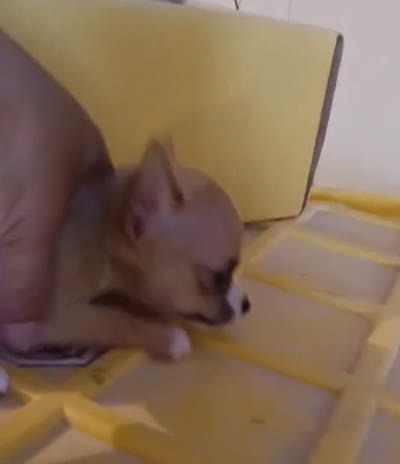 LIL TEACUP BANDIT, a male Chihuahua for sale in Santa Barbara, CA – 5 of 5