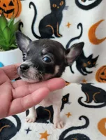TEACUP BANDIT, a male Chihuahua for sale in Destin, FL – 4 of 4