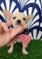 PACO, a male Chihuahua for sale in Bakersfield, CA – 2 of 2