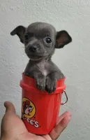 Lil TEACUP BLUE, a male Chihuahua for sale in Fontana, CA – 7 of 7