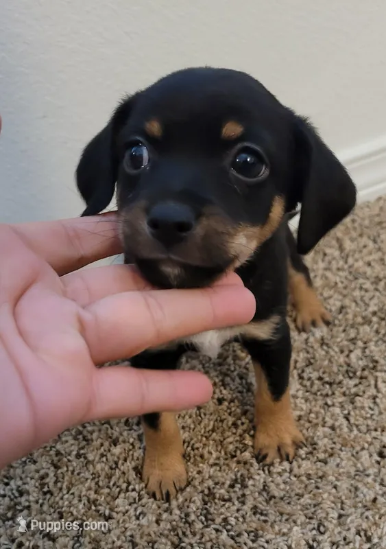 Slinky – Chiweenie puppy for sale in Dallas, TX
