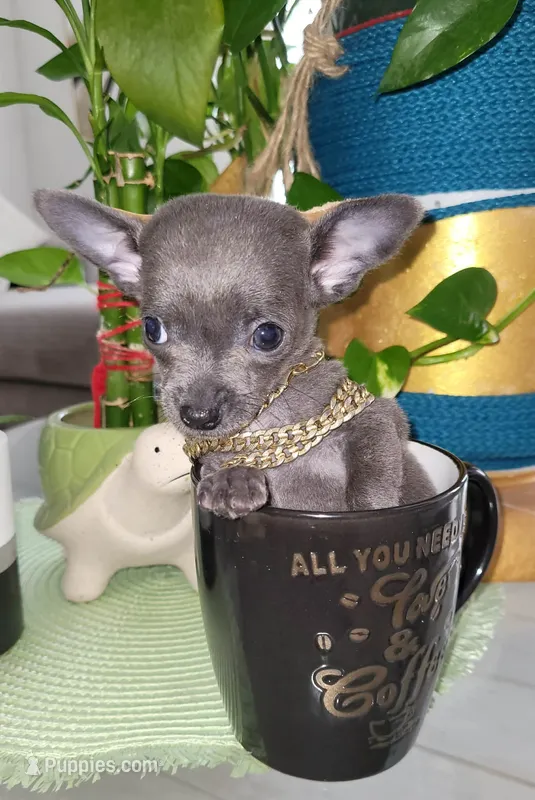 Lil TEACUP BLUE – Chihuahua puppy for sale in Aurora, MO