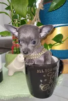 Lil TEACUP BLUE, a male Chihuahua for sale in Aurora, MO – 1 of 4