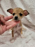TEACUP PACO, a male Chihuahua for sale in Los Angeles, CA – 4 of 4