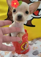 Lil TEACUP BELLA, a female Chihuahua for sale in Fontana, CA – 9 of 9