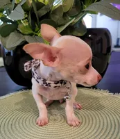TINY, a female Chihuahua for sale in Dallas, TX – 2 of 4
