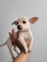 LIL TINY TOY TOMMY, a male Chihuahua for sale in Moreno Valley, CA – 2 of 6