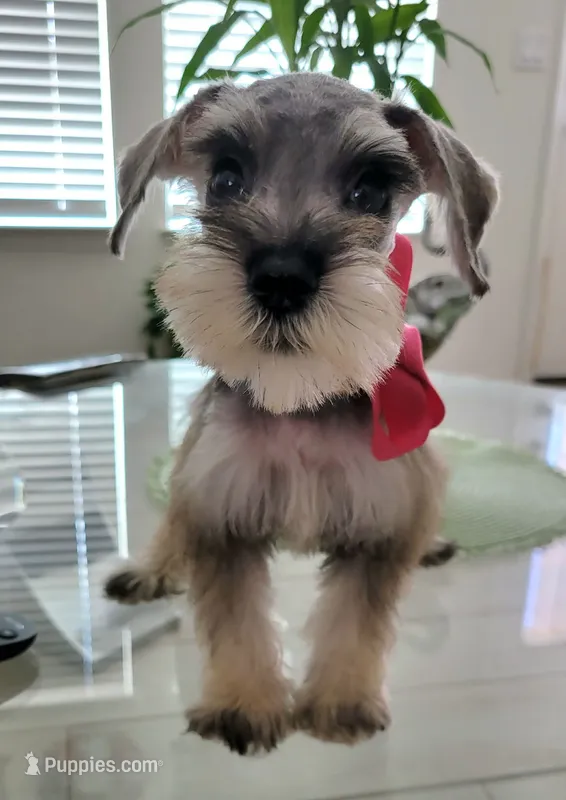LEA  – Miniature Schnauzer puppy for sale in Fontana, CA