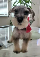 LEA , a female Miniature Schnauzer for sale in Fontana, CA – 1 of 4
