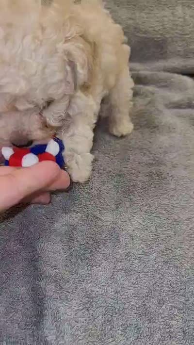 Miniature POODLE MALE, a male Poodle - Toy  for sale in Fontana, CA – 4 of 4