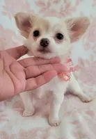 DAISY THE LONGHAIRED MINI, a female Chihuahua for sale in Dallas, TX – 2 of 6