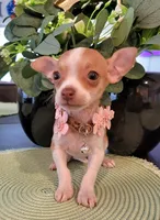 MITZI, a female Chihuahua for sale in Dallas, TX – 4 of 4