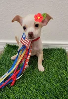 Da, a female Chihuahua for sale in Dallas, TX – 2 of 2
