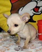 Lil TEACUP BELLA, a female Chihuahua for sale in Fontana, CA – 4 of 9