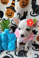 TEACUP TINA, a female Chihuahua for sale in Fontana, CA – 2 of 4