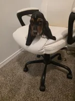 Winston, a male Basset Hound for sale in Garland, TX – Photo 4 of 5